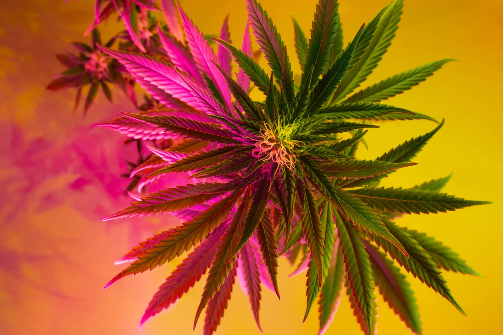 Cannabis plant