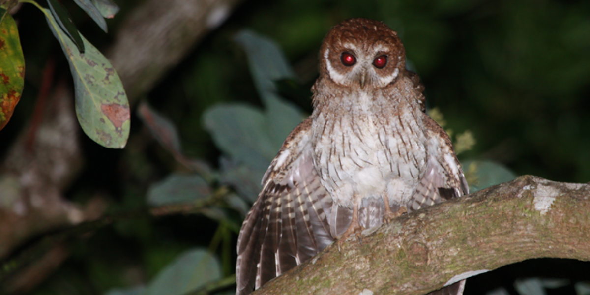 interesting animals in el yunque