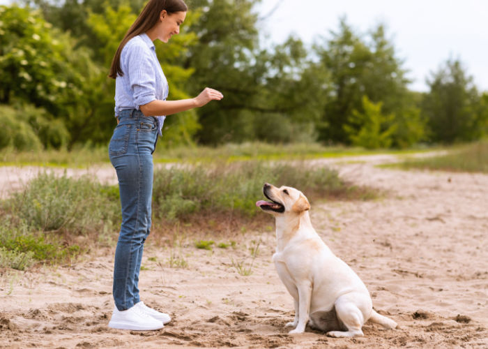 Dog trainer teach dog to roll over outdoors