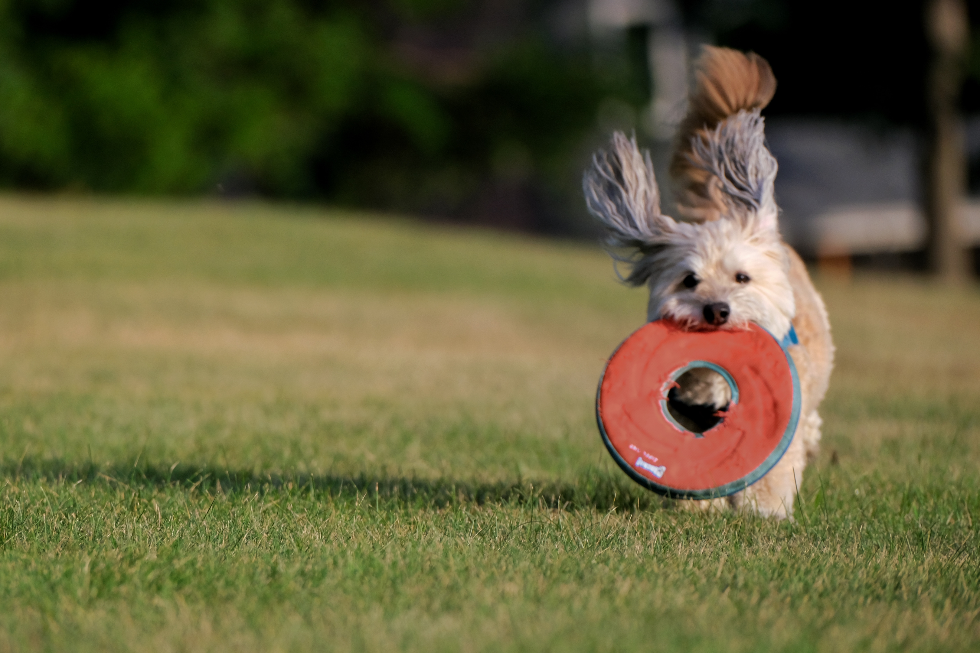 Dog running in park with frisbee