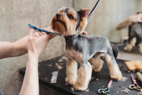 A yorkshire terrier being groomed