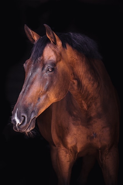 A portrait photo of a bay horse