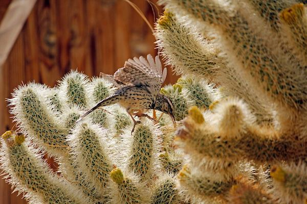 fewer or plant species, cactus