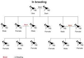 Inbreeding in pedigree dogs