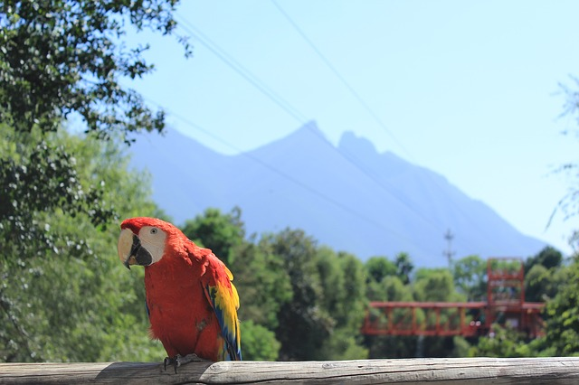 landscape, bird, macaw