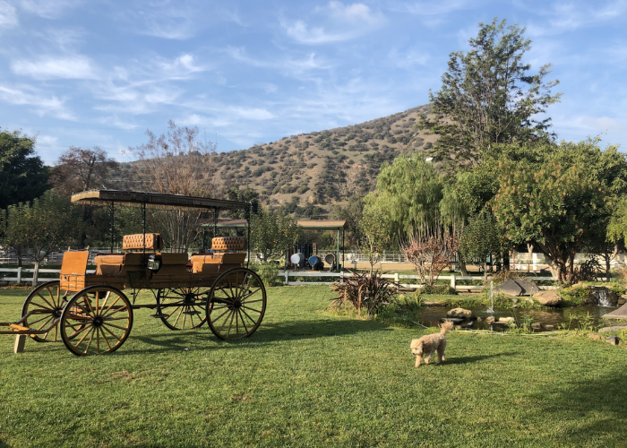 The Paddock Riding Club