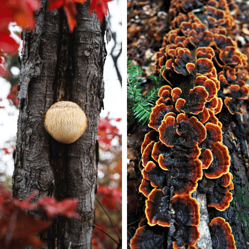 An image showing Turkey Tail and Lion's Mane mushrooms side by side, highlighting the unique features of each. Compare and decide for yourself: Is Turkey Tail better than Lion's Mane?