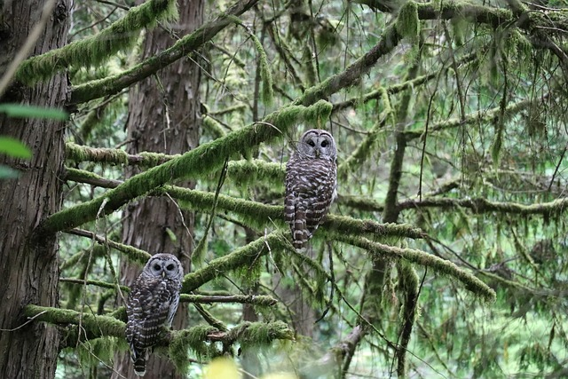 owl, oregon, tree