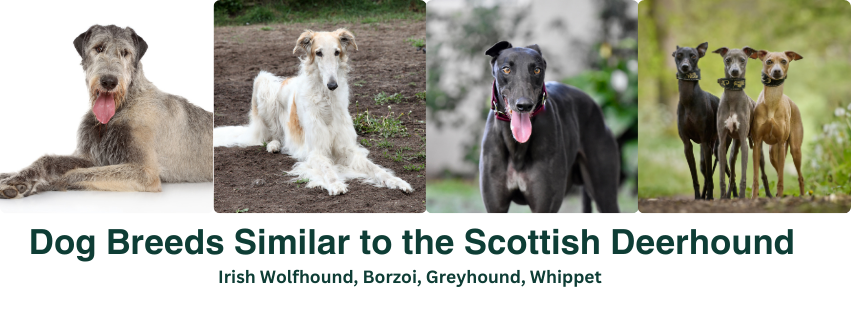 A photo collage of multiple dogs that are similar to the Deerhounds