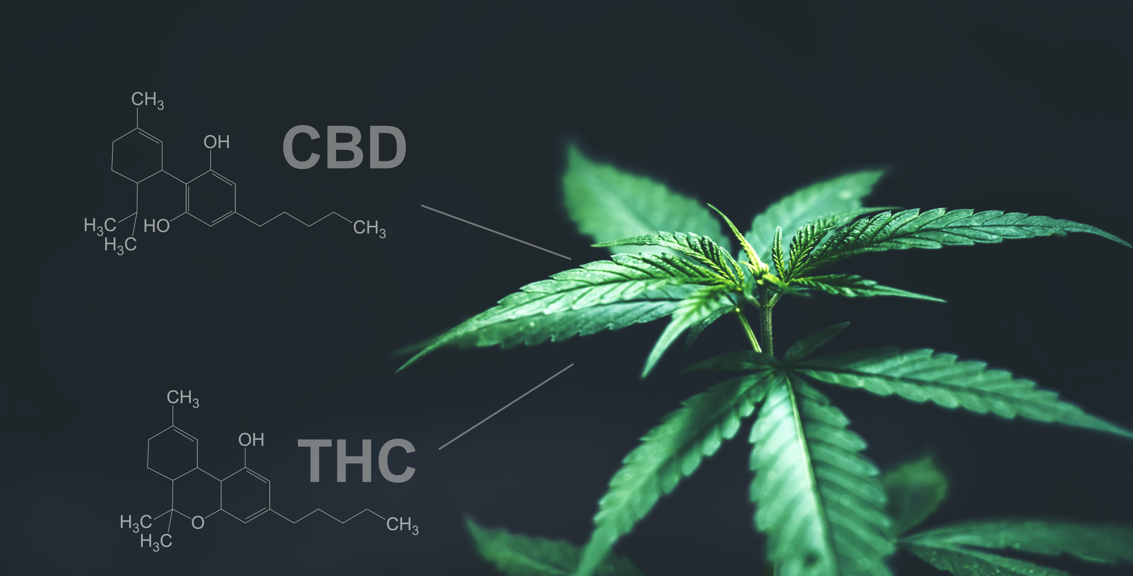 Some report the combination of THC with CBD in an edible like candies, capsules, or even in a smoking form may have more benefit than one on their own.