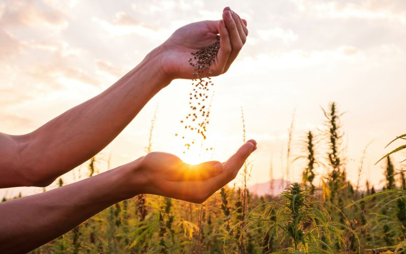 cannabis seeds