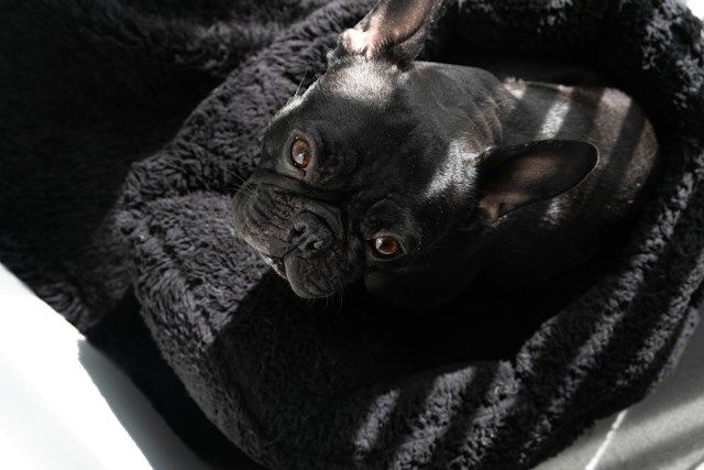 Pug On A Black Dog Bed