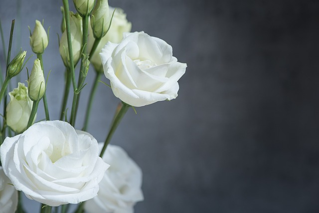 lisianthus, flower, blossom