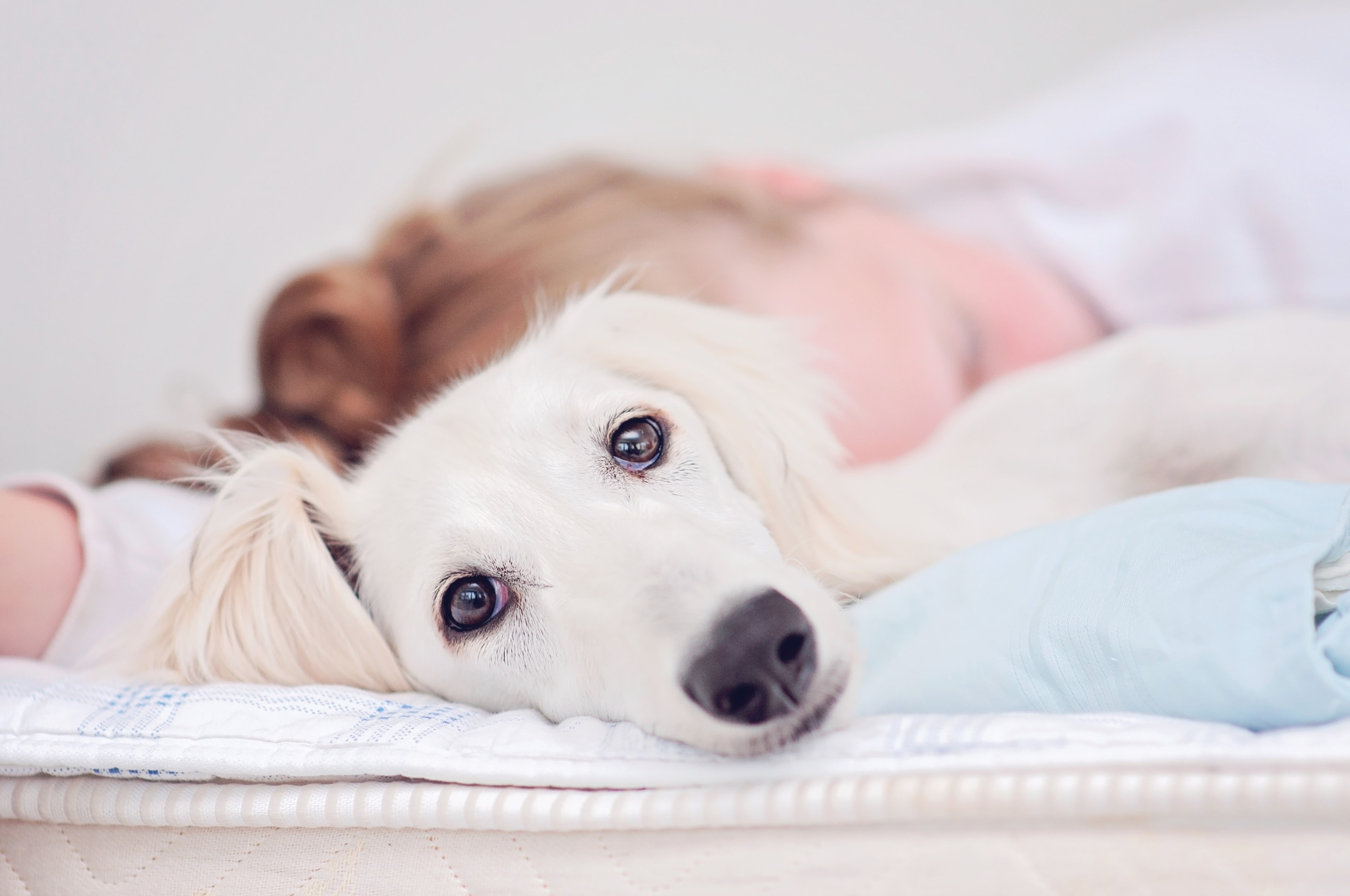 A calm Saluki dog laying next to a sleeping child 