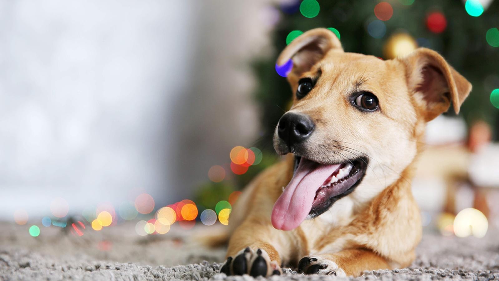 Safety Measures for Dogs During Festivities