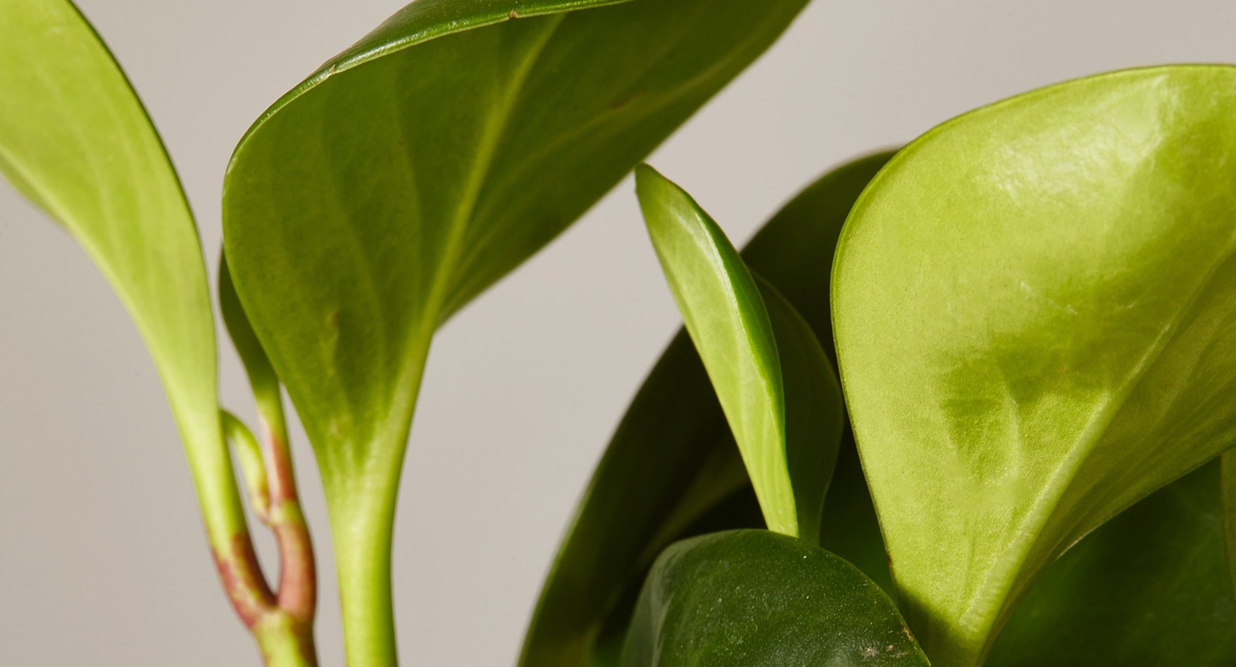 peperomia obtusifolia baby rubber, variegated baby rubber plant