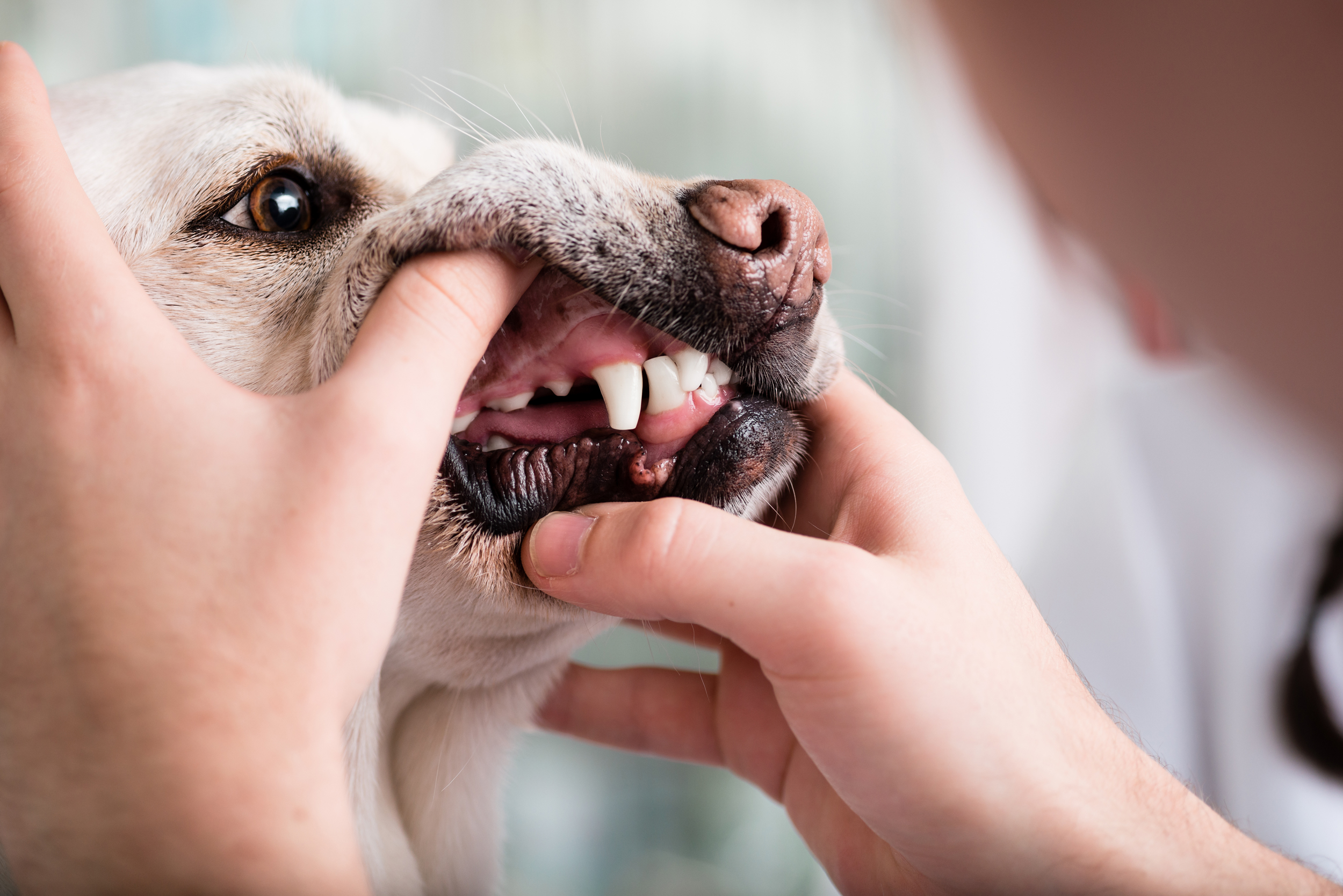 A Veterinarian Examining A Dog'S Teeth