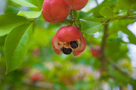 144 Ackee Stock Photos - Free & Royalty-Free Stock Photos from Dreamstime