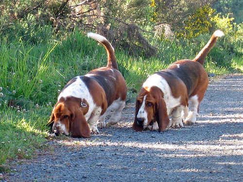 basset type hounds, interesting scent