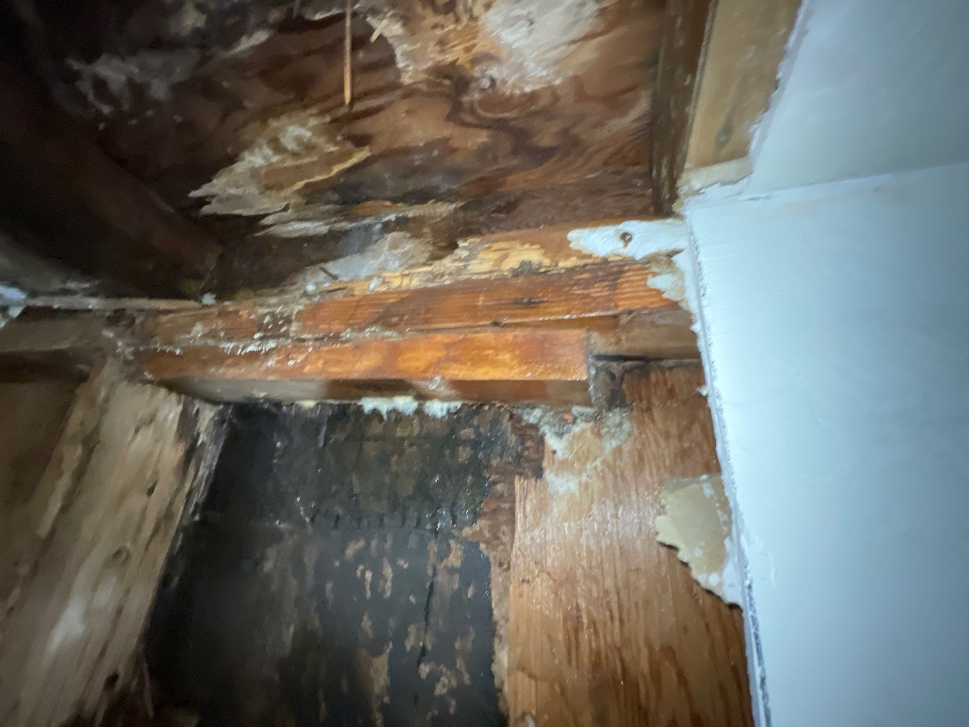 Crawl spaces are a common place to find mold.