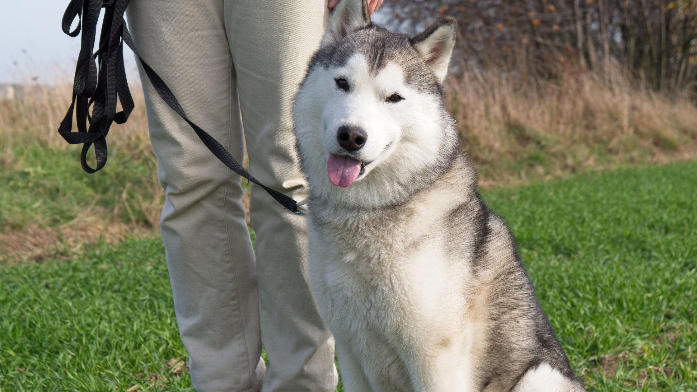 A well trained Siberian Husky leash