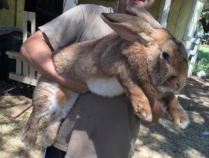 Giant Rabbit Breeds for Pets