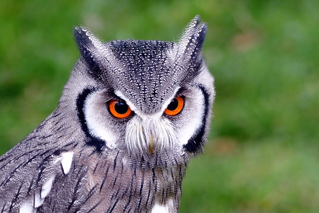 southern white faced owl, birds, owl