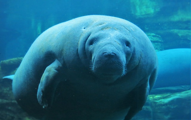 manatees, seaworld orlando, under water