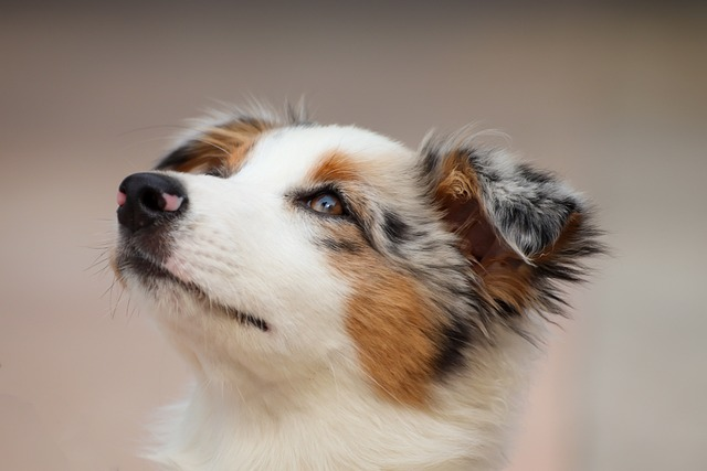 dog, puppy, australian shepherd, dog's hair, dog warm, other double coated breeds, dog breeds, skin healthy, pet dander, shedding season, hair loss