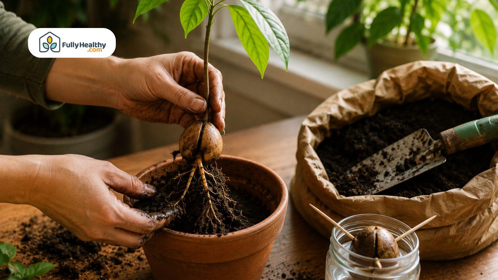 Hands transplanting sprouted avocado seed into soil beside indoor gardening tools