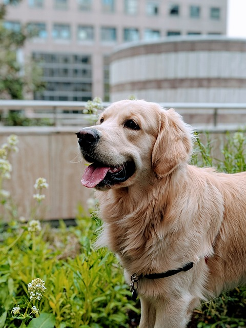 golden retriever, dog, pet