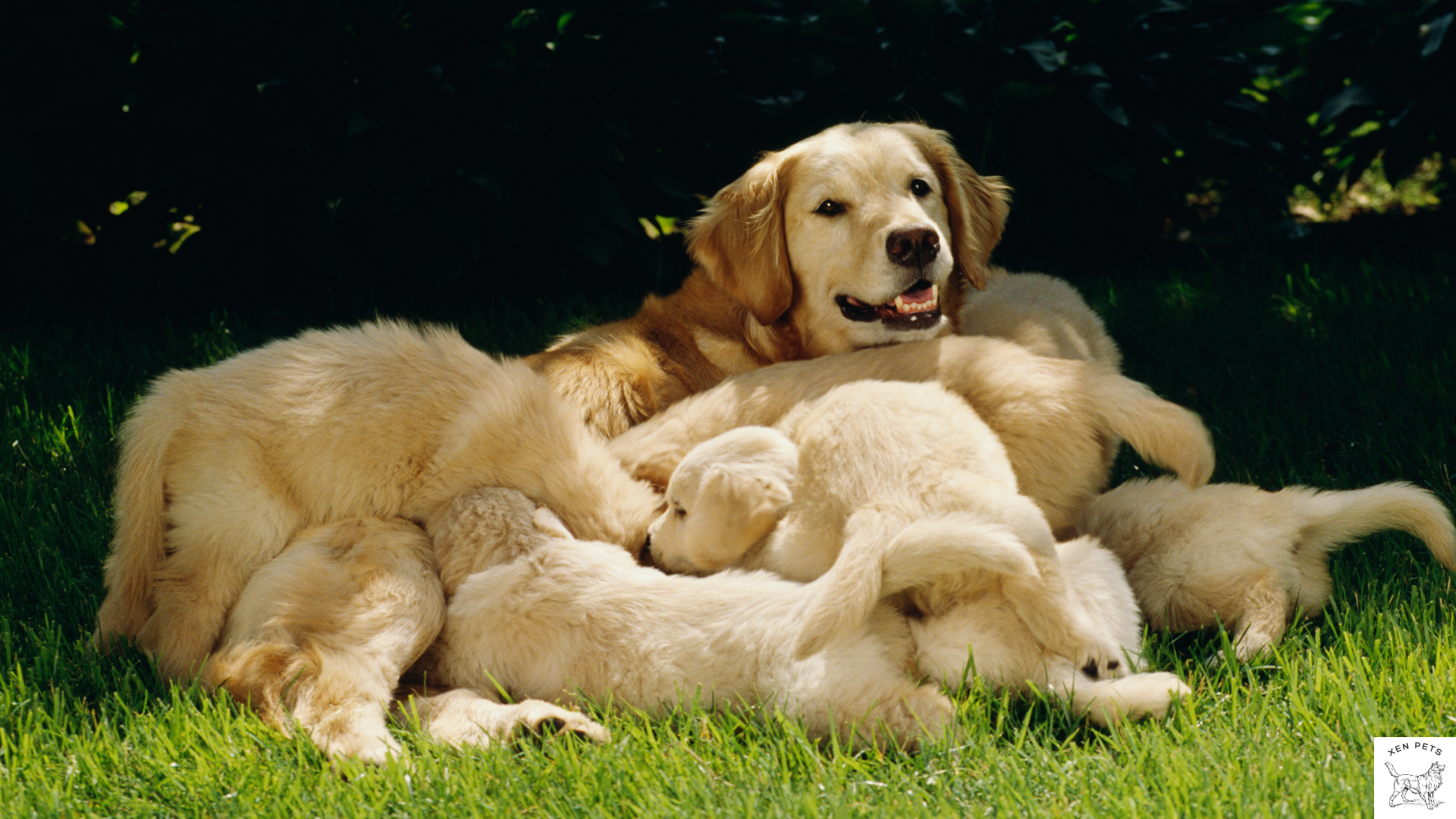 Golden Retriever nursing puppies giving them Vitamin K