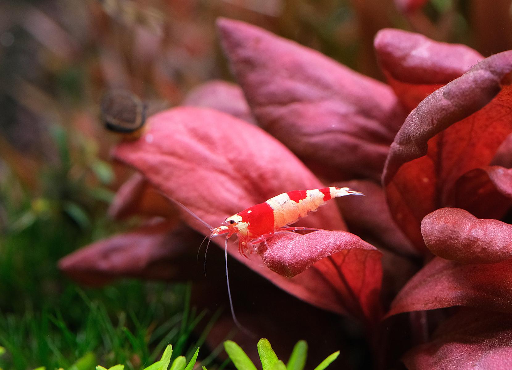 CRS shrimp planted on a red Samolus leaf