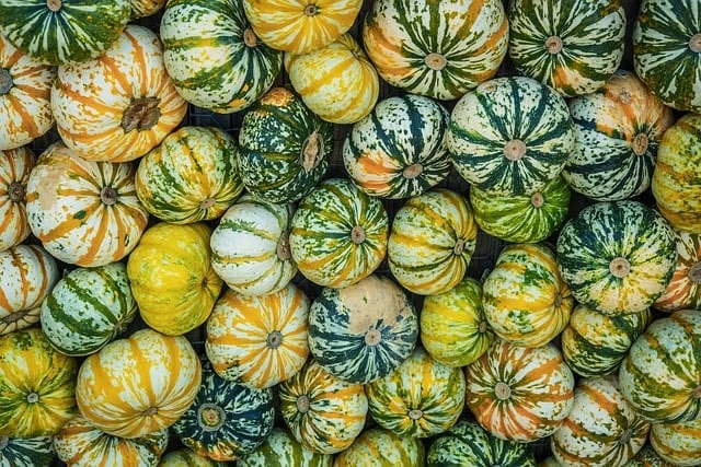 ornamental gourds, fall, pumpkins, decoration, harvest, thanksgiving, autumn decoration, multicoloured, crop plant, nature