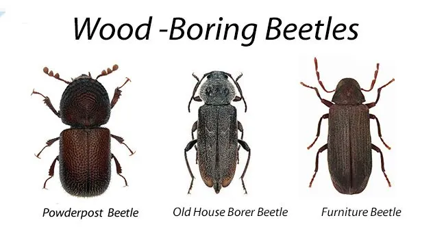 An image displaying the various types of powderpost beetles or wood-boring beetles.