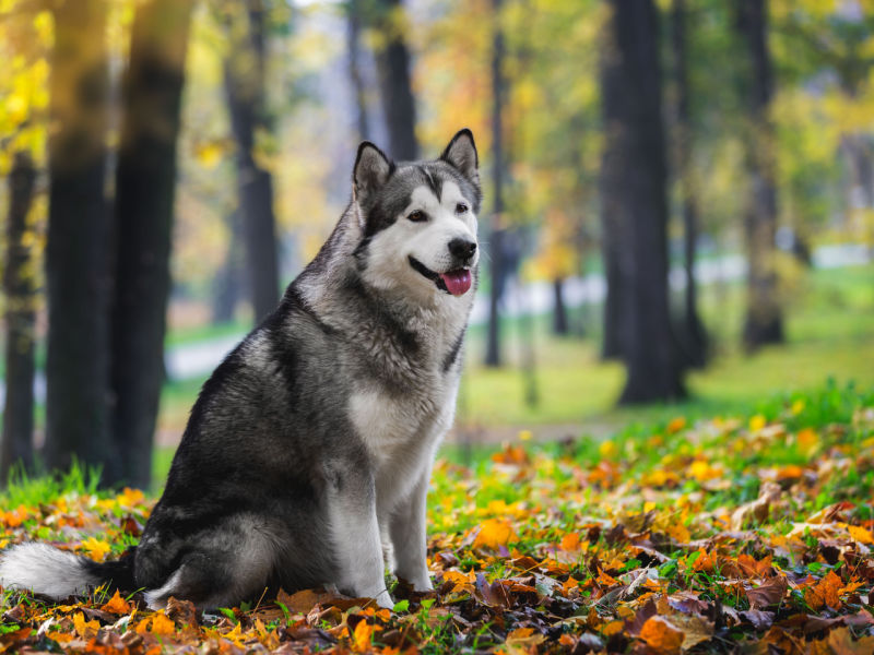 alaskan malamute sitting in forest park