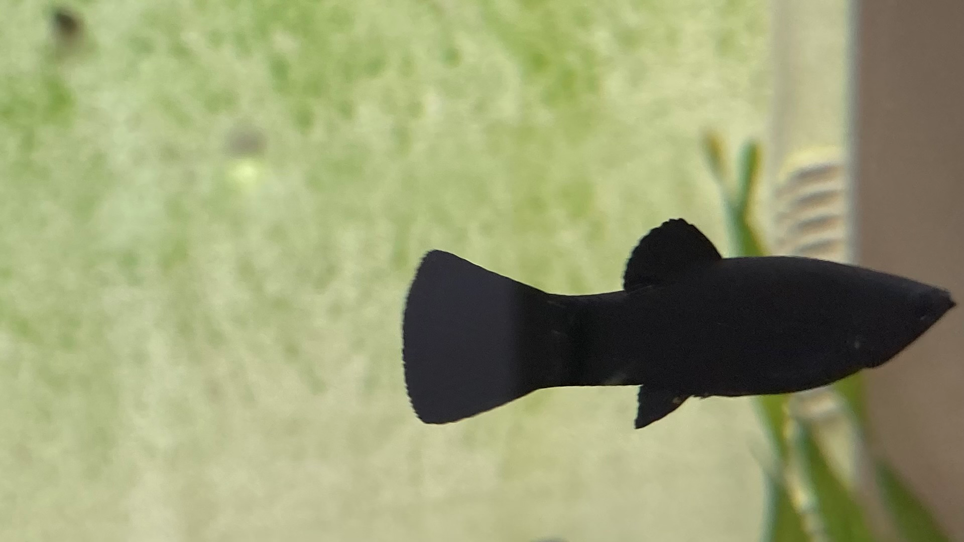 black molly