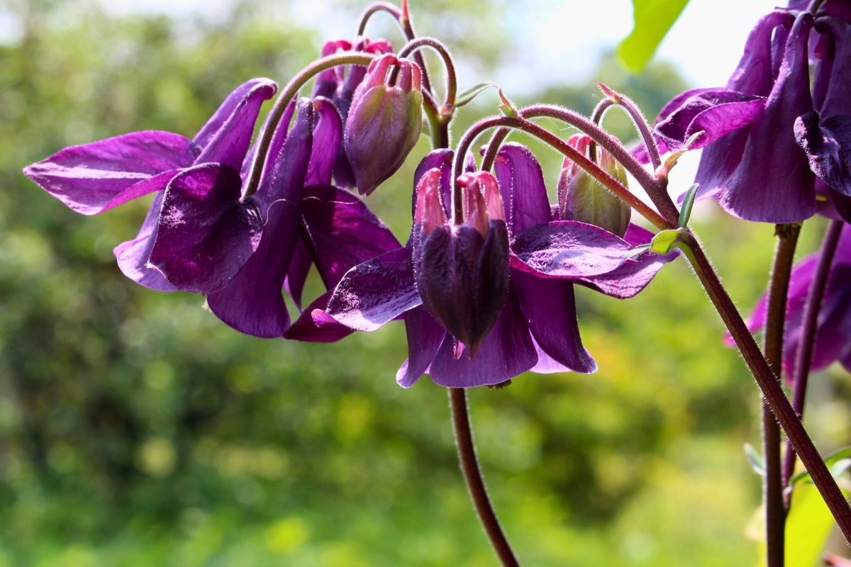 Wild Columbine 