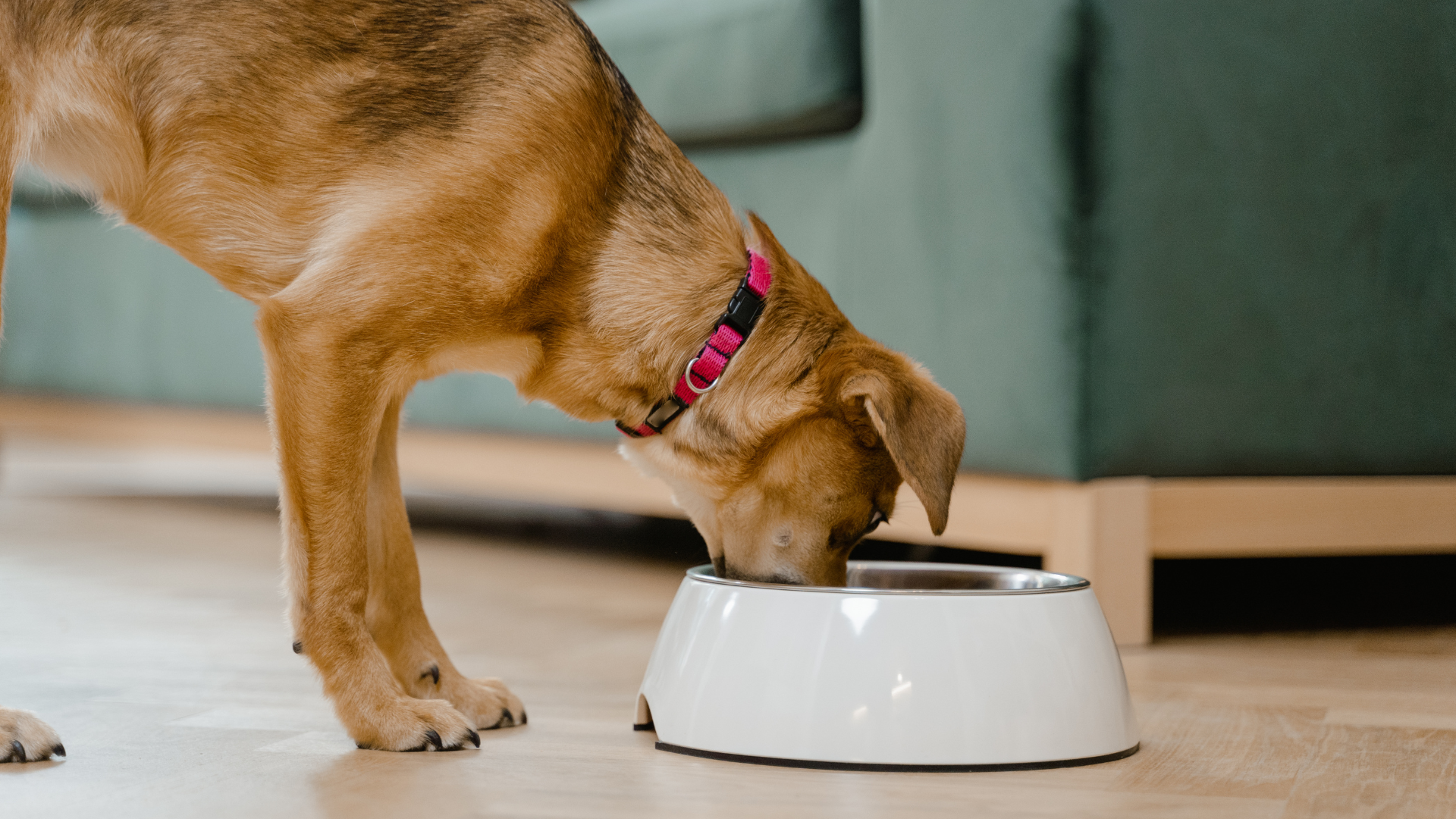 Hund, Darm, Darmbarriere, Darmflora, Tier, Ernährung, Nährstoffe, Ernährungsplan, Schadstoffe, Behandlung, Probiotika