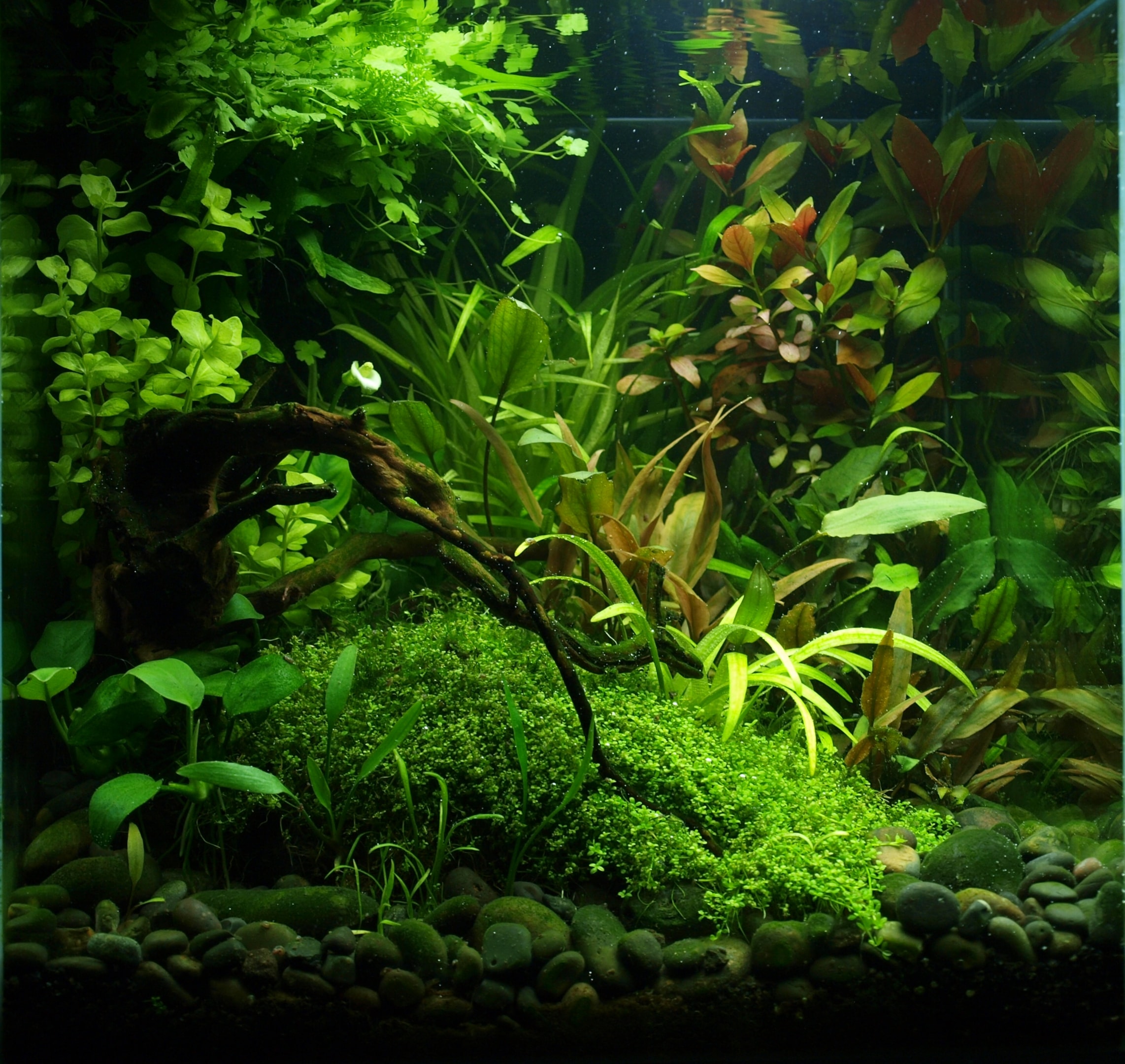 balanced healthy aquarium plants