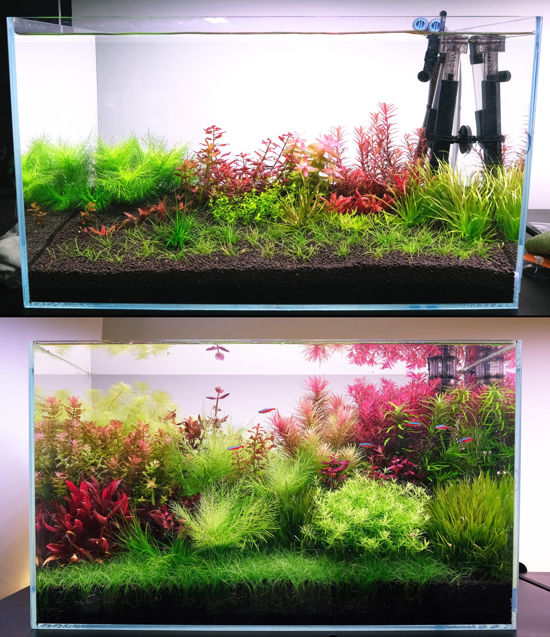 Sparse new aquarium grows in fully over time.