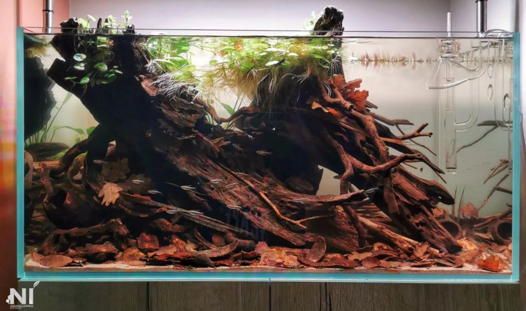 black waters biotope aquarium by Pavol Kulanda