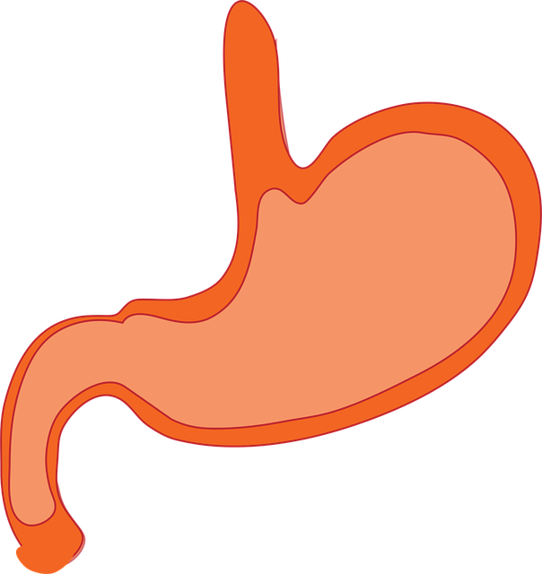 stomach, anatomy, human body, biology, science, internal, organ, diagram, system, human, digestive, abdomen, digestion, stomach, stomach, stomach, stomach, stomach
