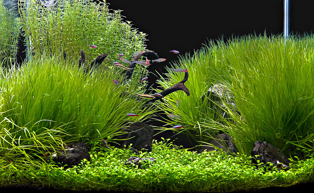 Aquascape