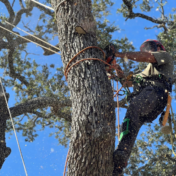 Image showing the process of complex tree removal services.