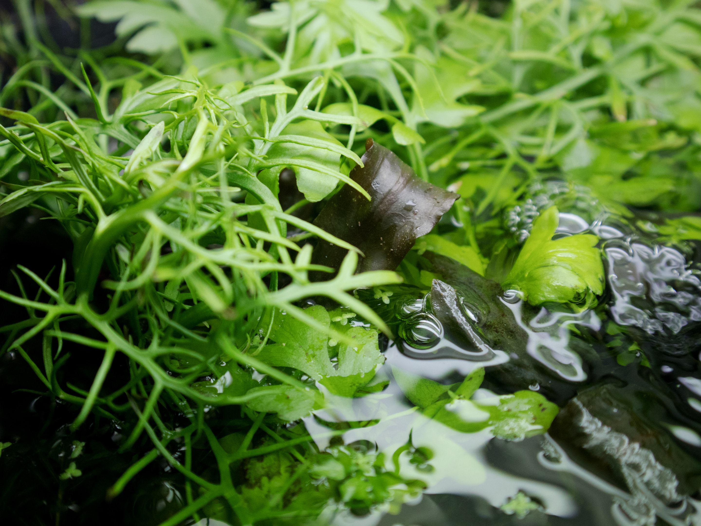 using plants which consume nutrients quickly is a good idea
