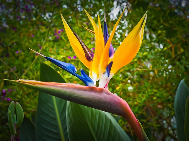 bird of paradise flower, caudata, flower, outdoor plants