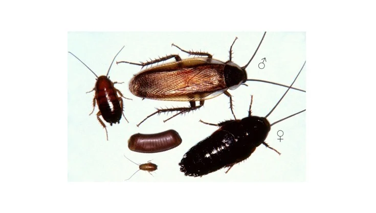An image portraying the different life stages of the Pennsylvania Wood Roach.