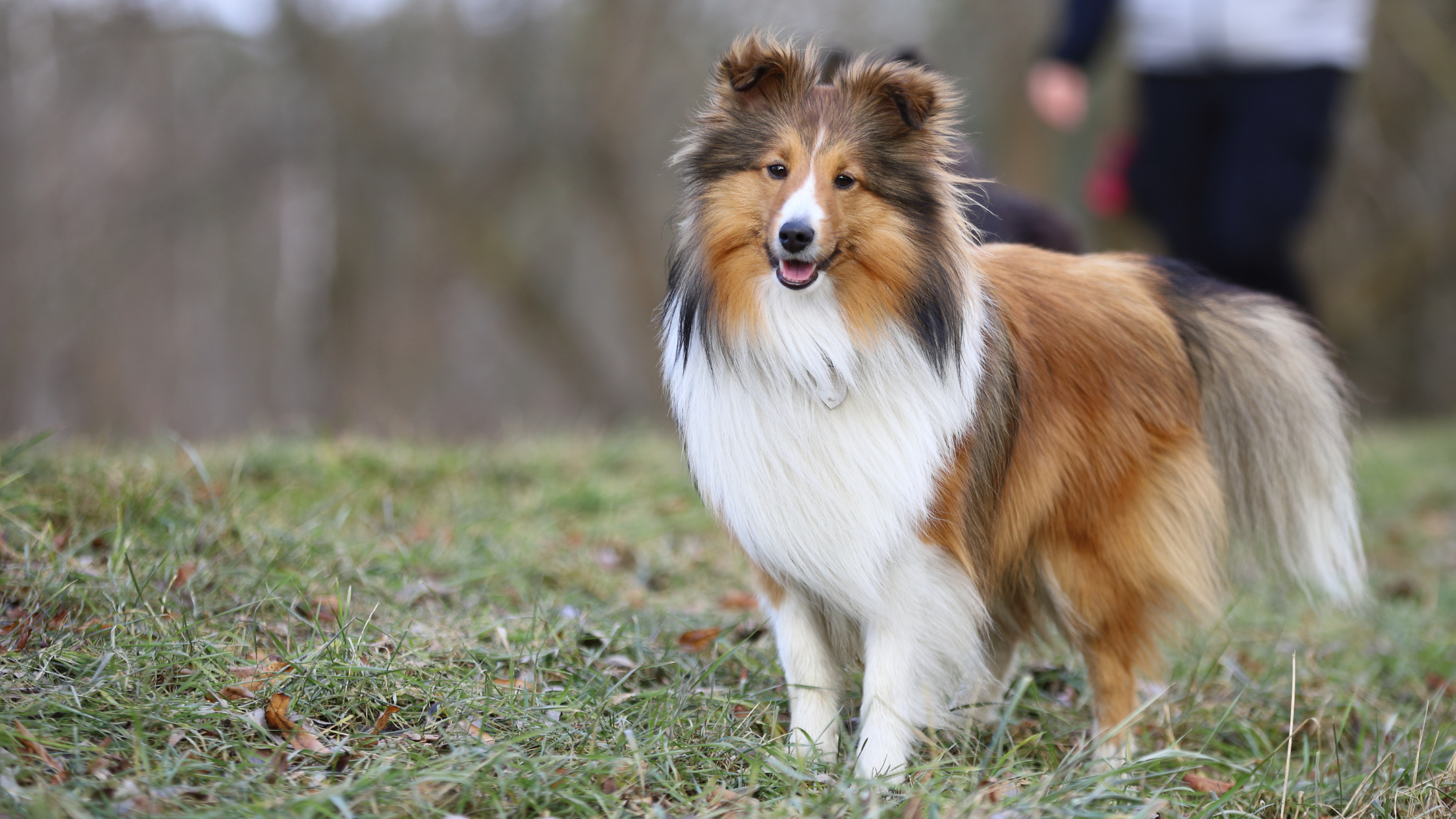 A healthy Sheltie in a dog park