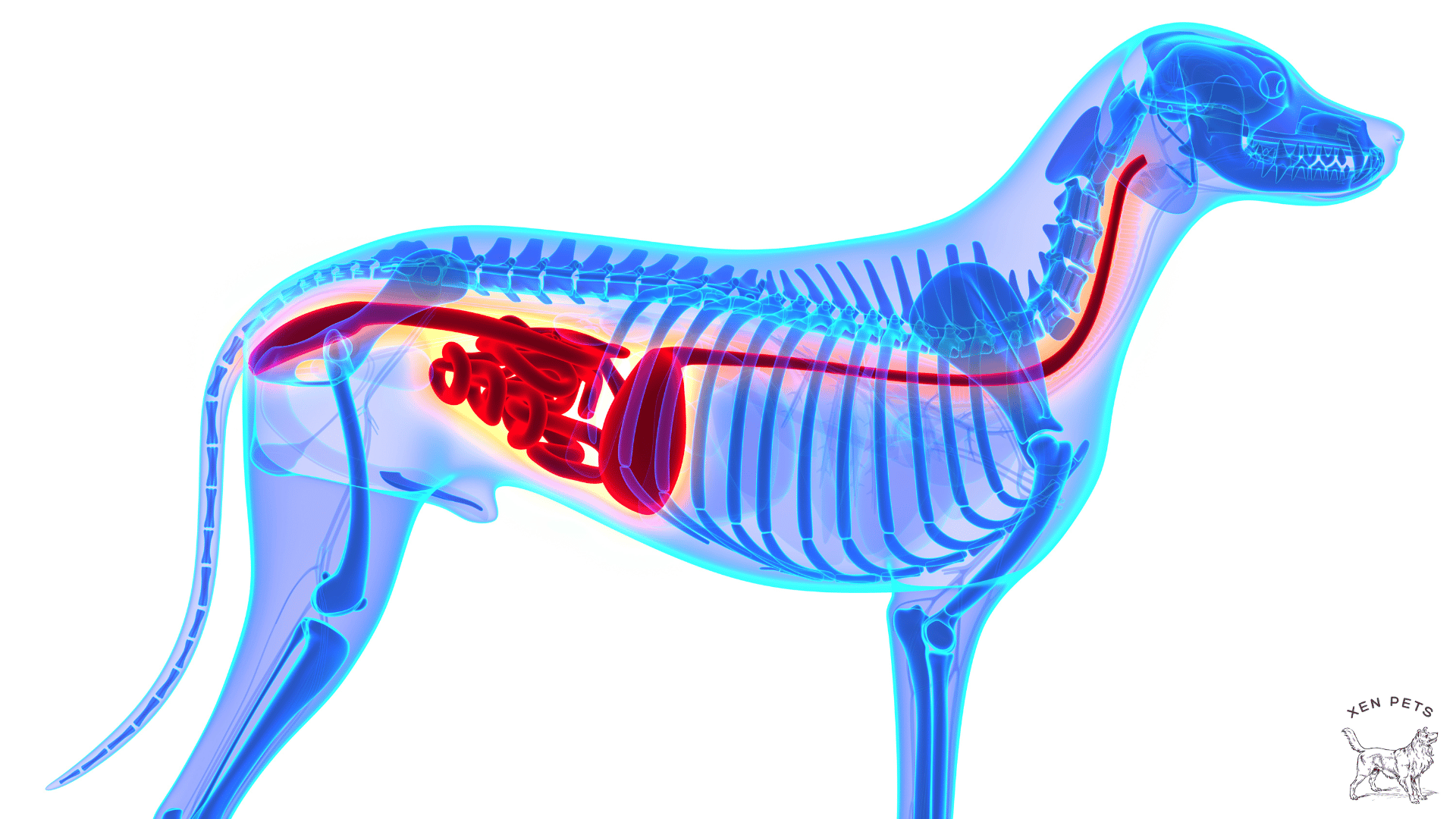 healthy digestive system in dogs